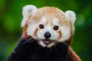 red-panda-981231_640