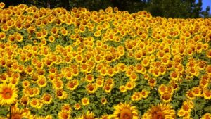 Sunflowers